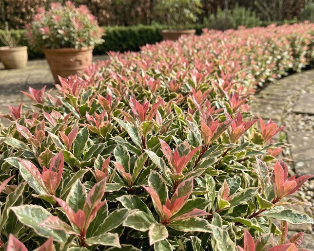Photinia 'pink crispy' - červienka k2l - Photinia 'Pink Crispy'