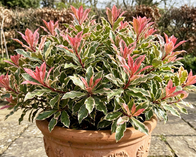 Photinia 'pink crispy' - červienka k2l - Photinia 'Pink Crispy' 1