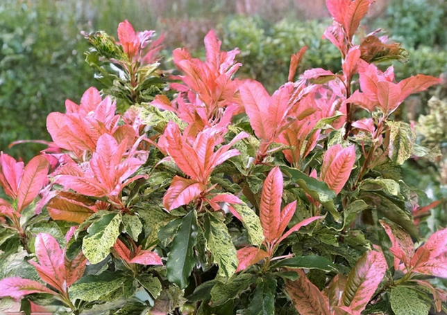 Photinia 'pink crispy' - červienka k2l - Photinia 'Pink Crispy' 2