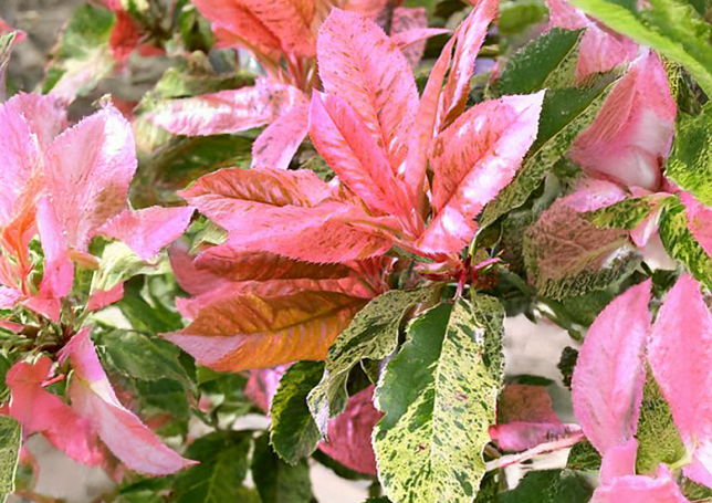 Photinia 'pink crispy' - červienka k2l - Photinia 'Pink Crispy' 1