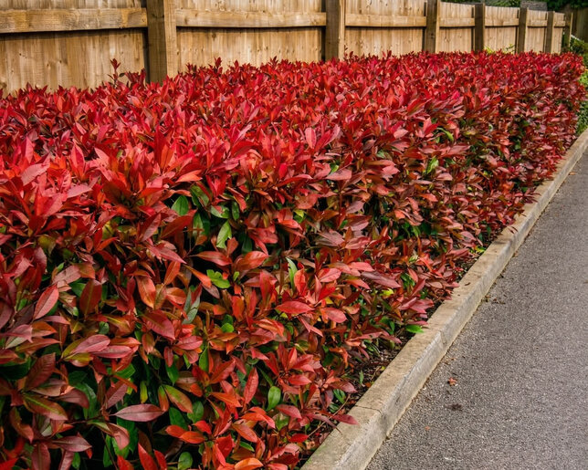 Photinia 'red robin' - červienka k2l - Photinia 'Red Robin'