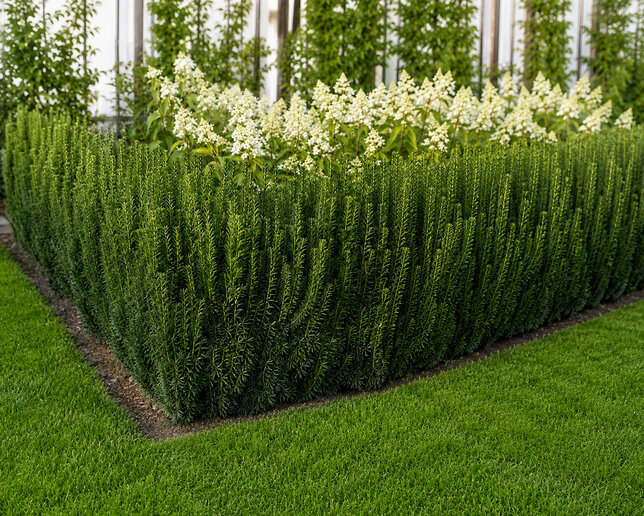 Taxus 'rising star' - tis - Taxus 'Rising Star'