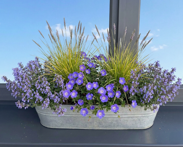 hrantík narastený (1)