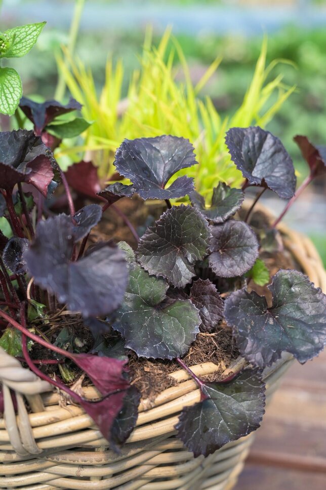 Výbuch farieb v tieni - 4