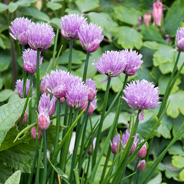 5250758_allium_schoenoprasum_01