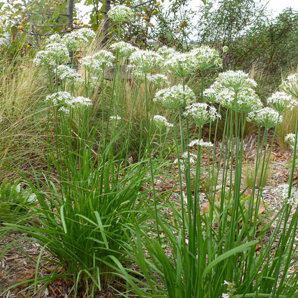 3252011_allium_tuberosum_01