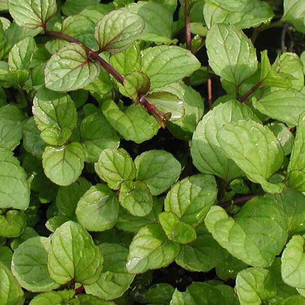 2223450_mentha_lemon_fresh_01