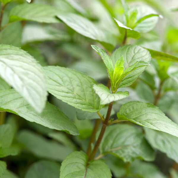 3252670_mentha_zitronen_mint_02