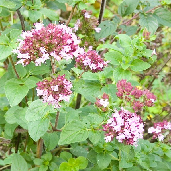 4210679_origanum_vulgare_01