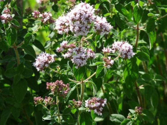 4210679_origanum_vulgare_02