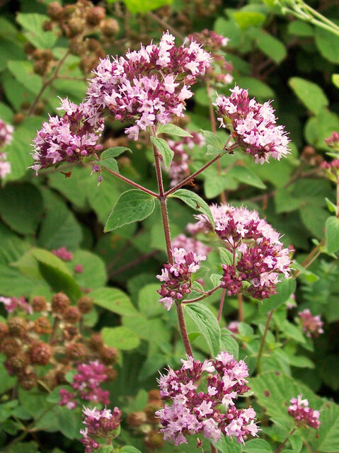 4210679_origanum_vulgare_03