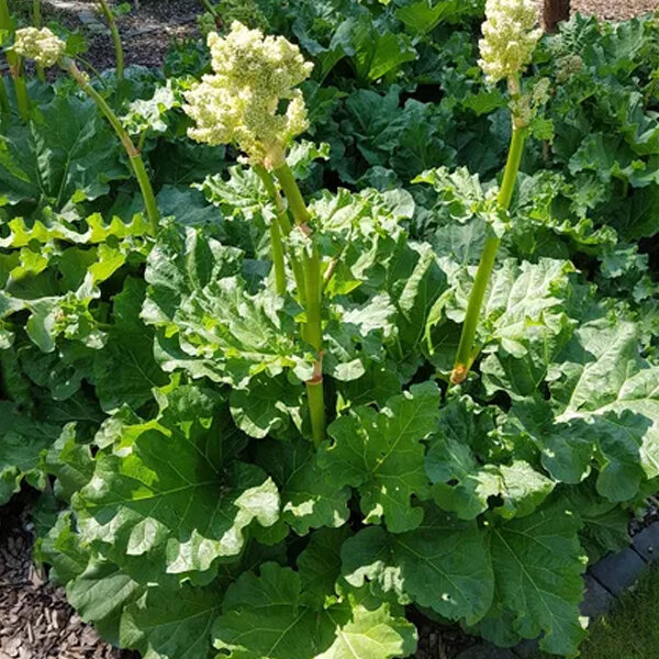 2254191_rheum_red_champagne_02