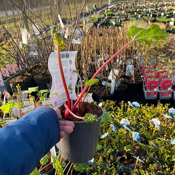 2254191_rheum_red_champagne_03