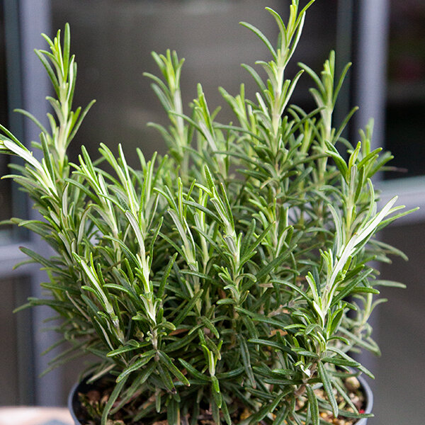 5250386_rosmarinus_officinalis_01