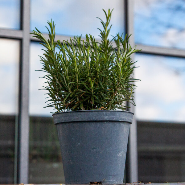 5250386_rosmarinus_officinalis_02