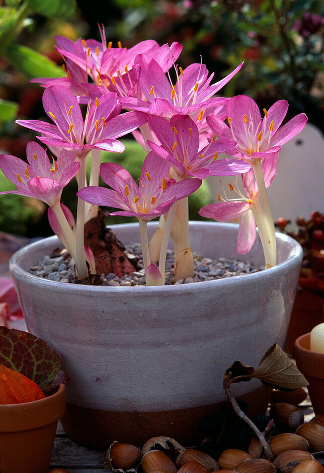 11233112_colchicum_giganteum_01
