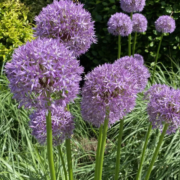 3254041_allium_beau_regard_01