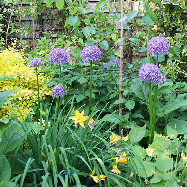 3254041_allium_beau_regard_02