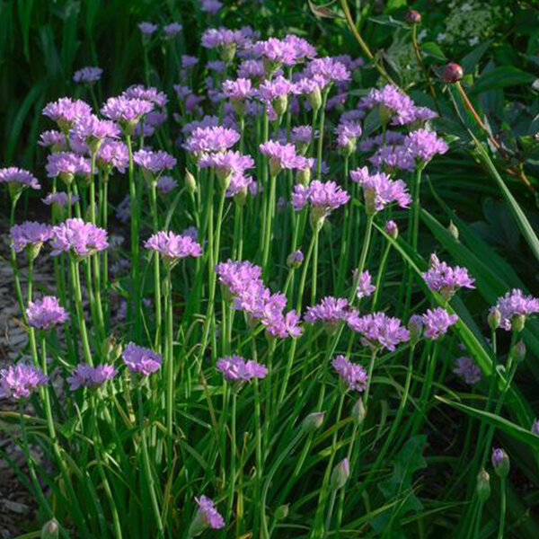 10253145_allium_eros_02