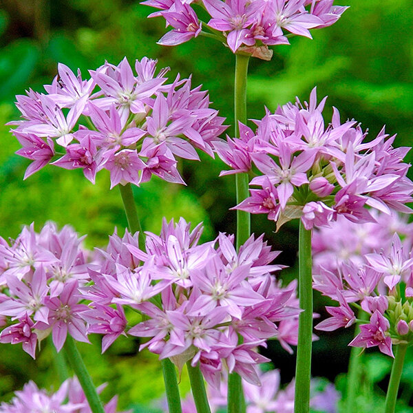 10253145_allium_eros_03