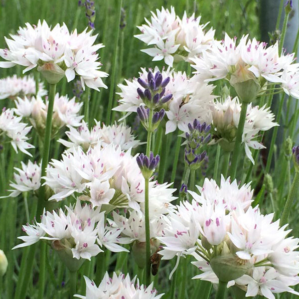 9223175_allium_graceful_beauty_01