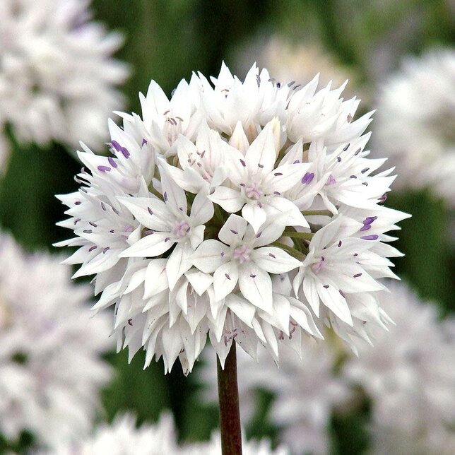 9223175_allium_graceful_beauty_02