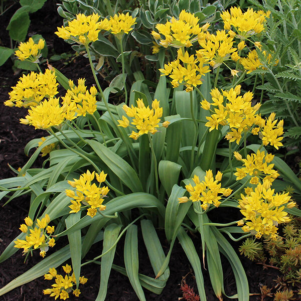 10251444_allium_jeannine_01