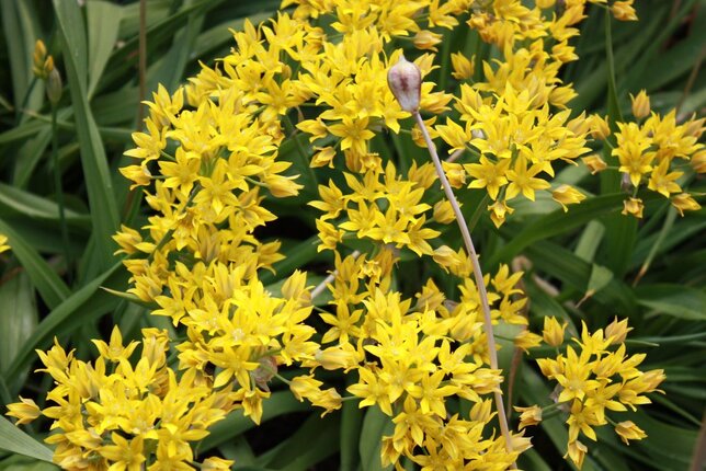 10251444_allium_jeannine_03