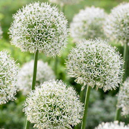 9250706_allium_mont_blanc_02