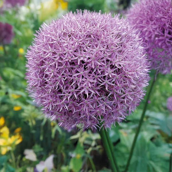 9254819_allium_round_and_purple_03