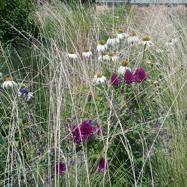 3250758_allium_sphaerocephalon_03