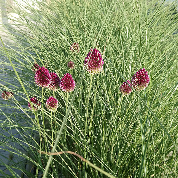 3250758_allium_sphaerocephalon_04