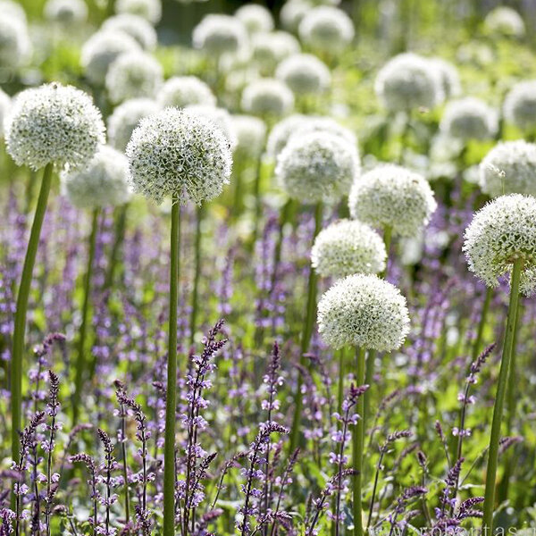 3212309_allium_white_giant_01