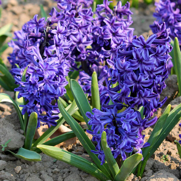 3254407_hyacinthus_marie_01