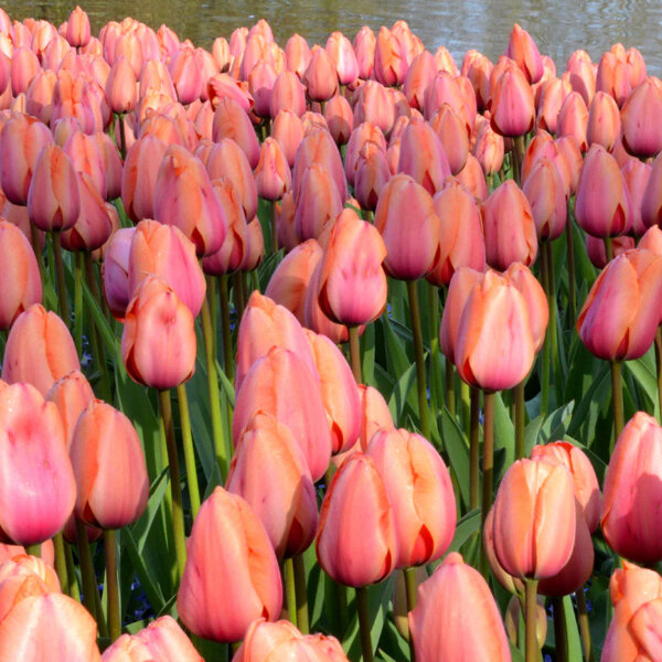 8244435_tulipa_apricot_impression_01