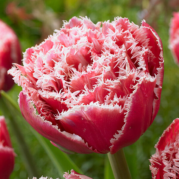 8244051_tulipa_brest_02