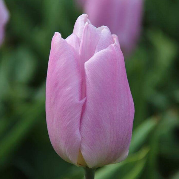 8244052_tulipa_candy_prince_02
