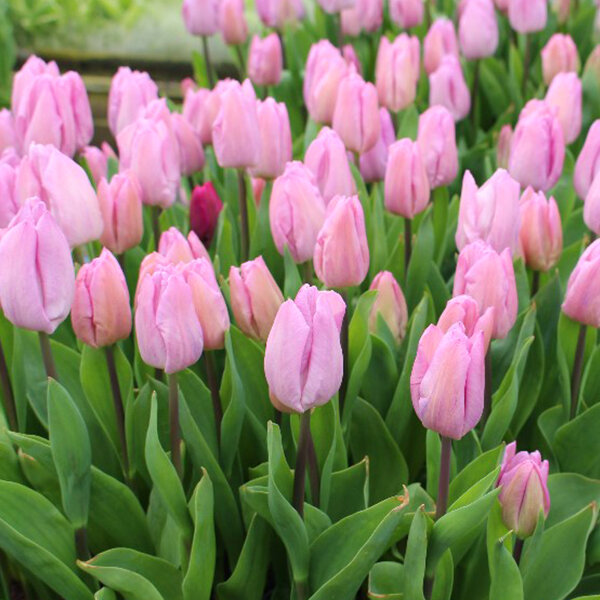 8244052_tulipa_candy_prince_03