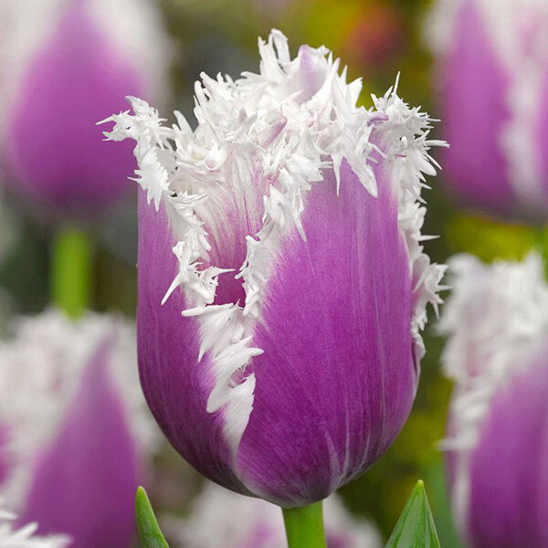 9223121_tulipa_cummins_01