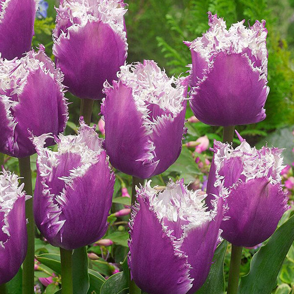 9223121_tulipa_cummins_02