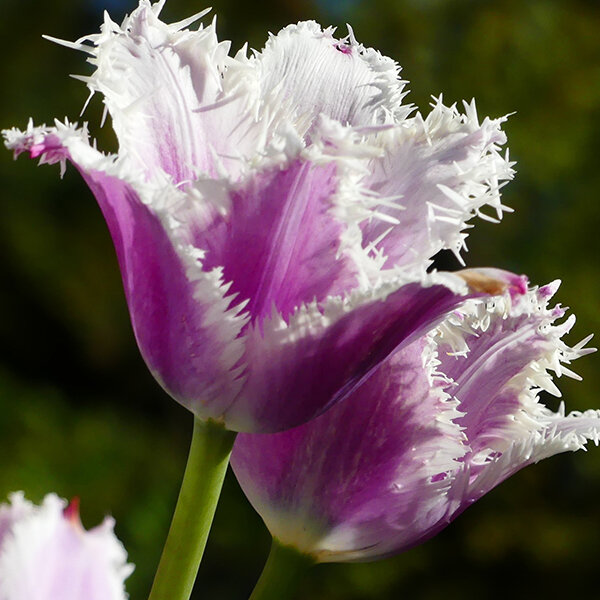 9223121_tulipa_cummins_03