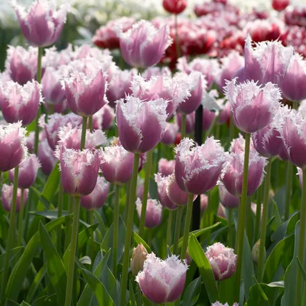 9223121_tulipa_cummins_04