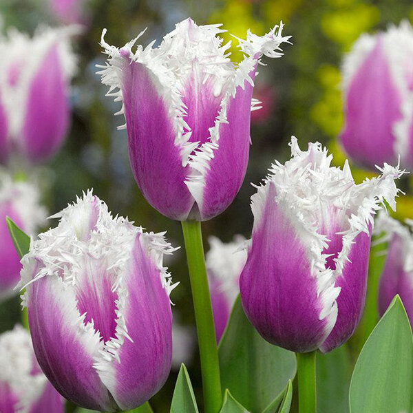 9223121_tulipa_cummins_05