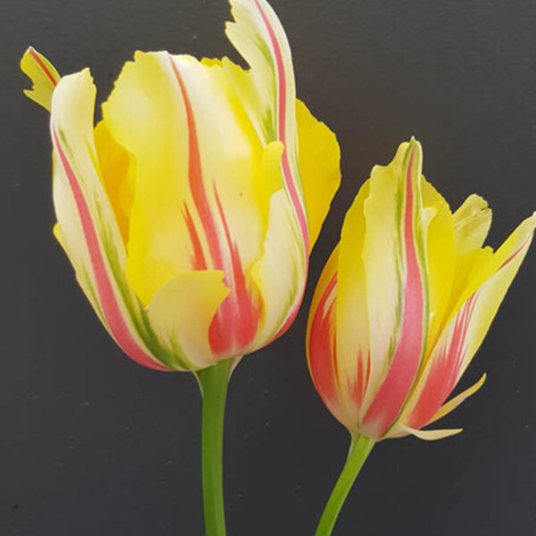 9234054_tulipa_frejus_01