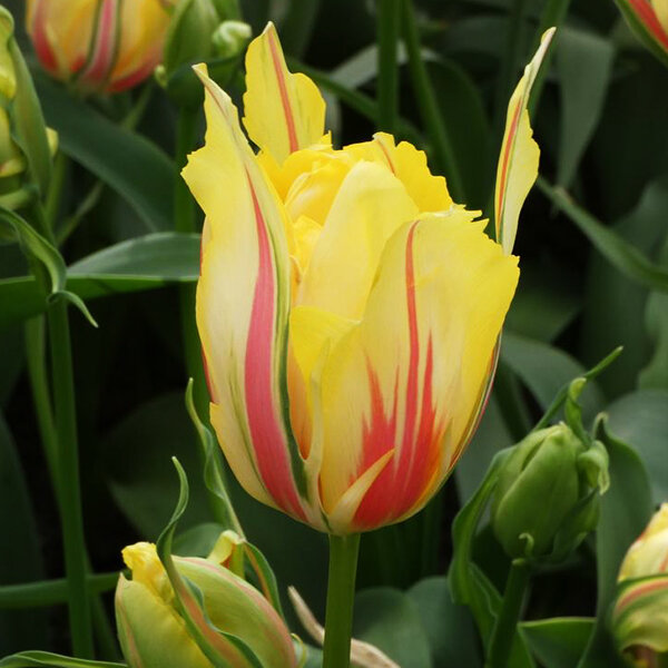 9234054_tulipa_frejus_02