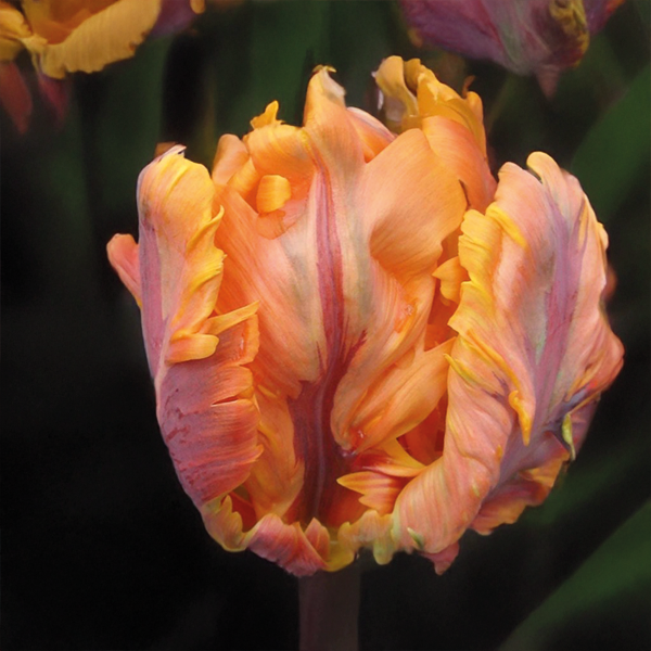 9254815_tulipa_orange_rococo_01