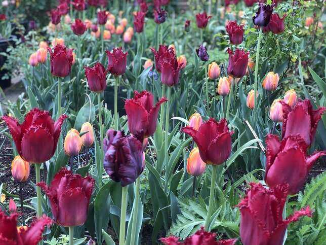 9223125_tulipa_pacific_pearl_02