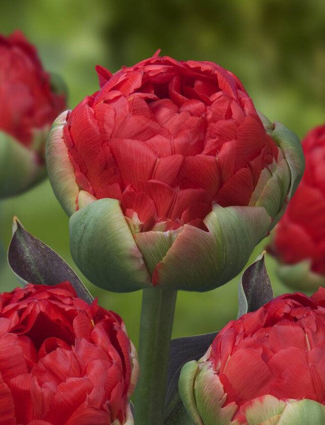 9222285_tulipa_rococo_double_01