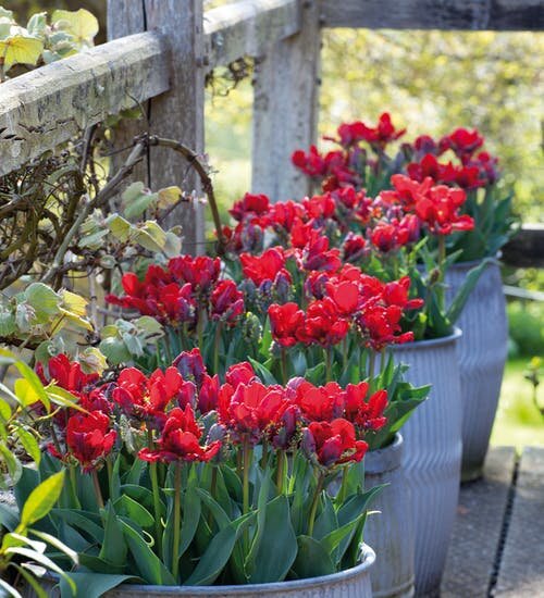 9222285_tulipa_rococo_double_02