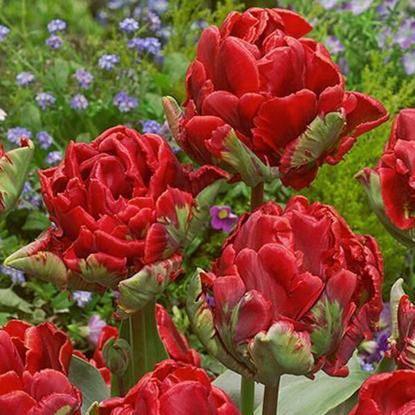 9222285_tulipa_rococo_double_03
